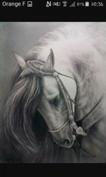 Photo de profil de ptitpony