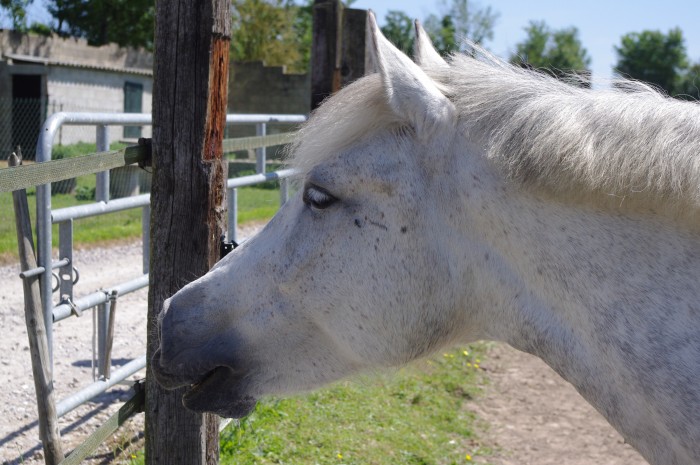 Photo de profil de rodeo27