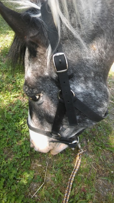 Photo de profil de romane54