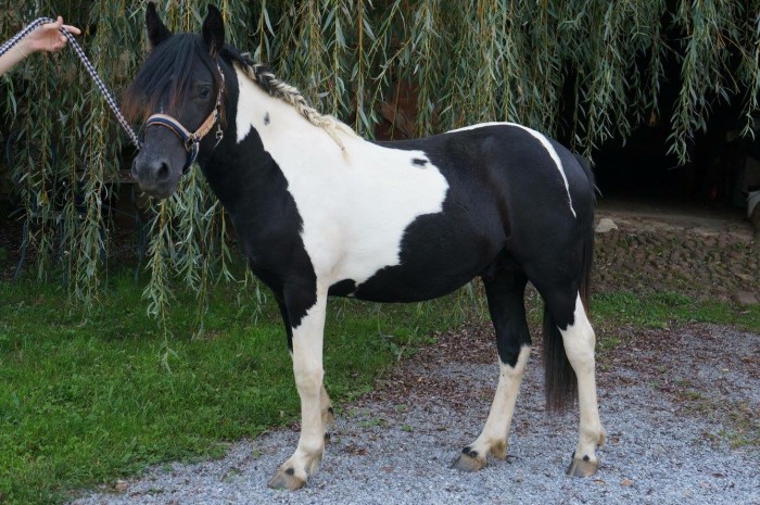 Photo de profil de romanee6