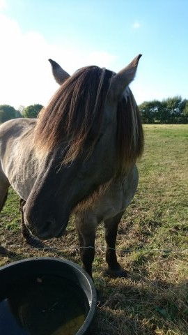 Photo de profil de romy78