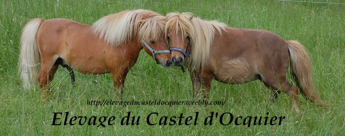 Photo de profil de shavanna