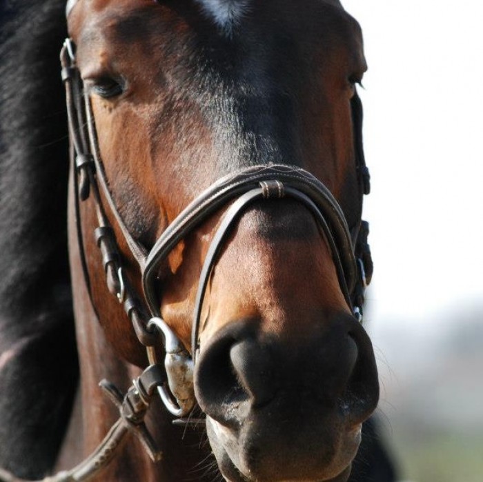 Photo de profil de sheridandeloume