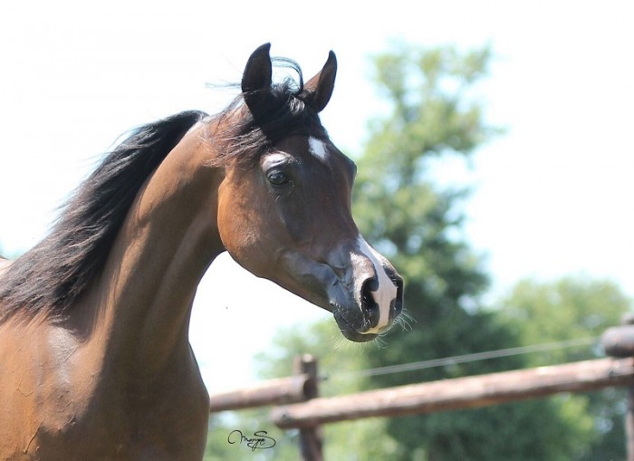 Photo de profil de siard.arabians