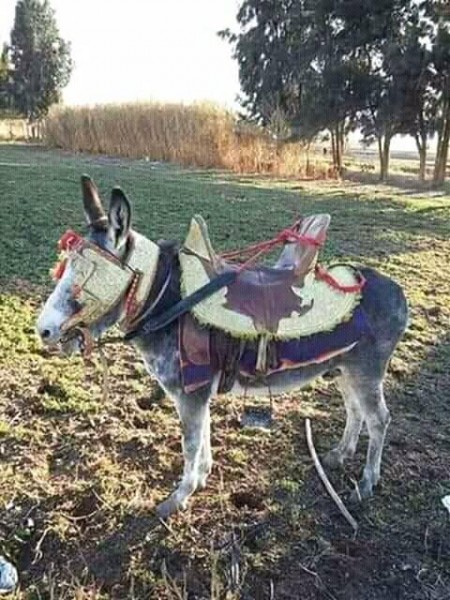 Photo de profil de tazarki