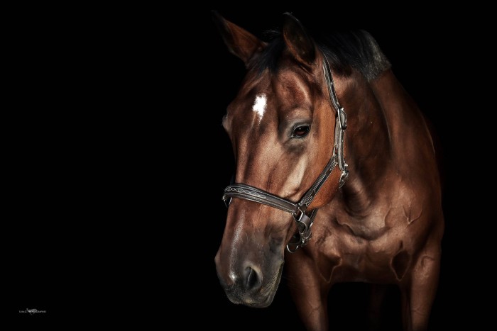 Photo de profil de thello