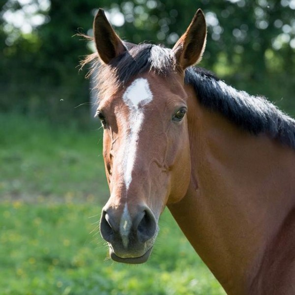 Photo de profil de tornade76690