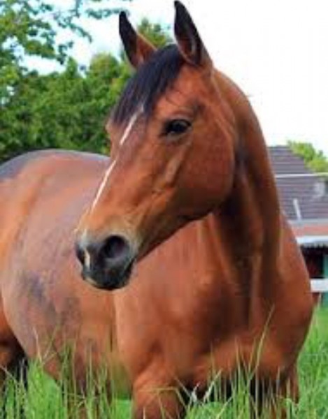 Photo de profil de ulia_unicorn246