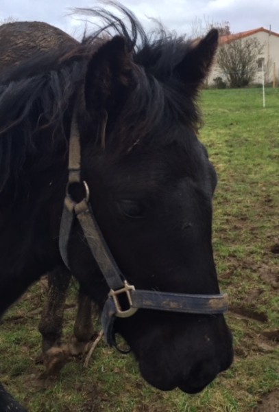 Photo de profil de vace