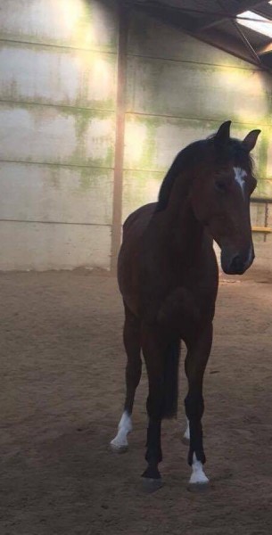 Photo de profil de ventedecheval20