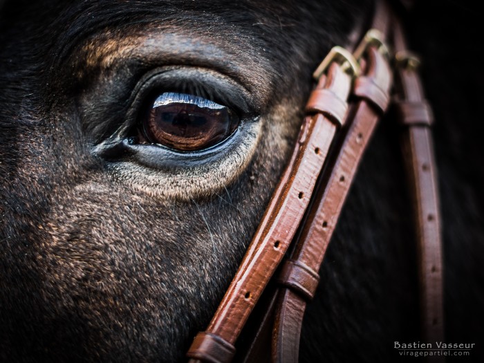 Photo de profil de viragepartiel