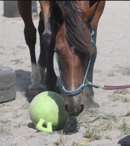 Photo de profil de vtrinaire