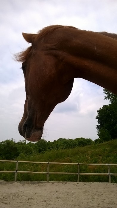 Photo de profil de zenquo