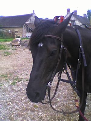 Photo de profil de elo-cheval