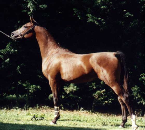 Photo de profil de fadelo