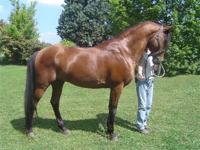 Photo de profil de foreveur-horse