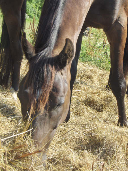 Photo de profil de hermione