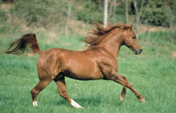 Photo de profil de ilovehorse