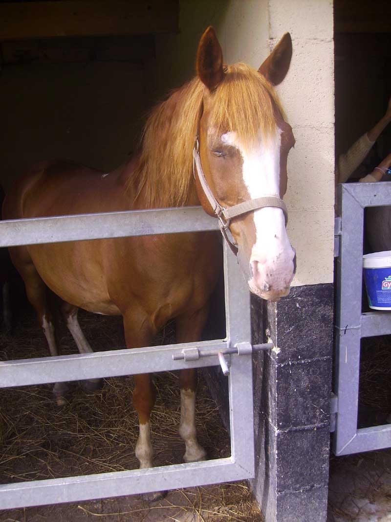 Photo de profil de lafandechevau44