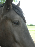 Photo de profil de napomelba