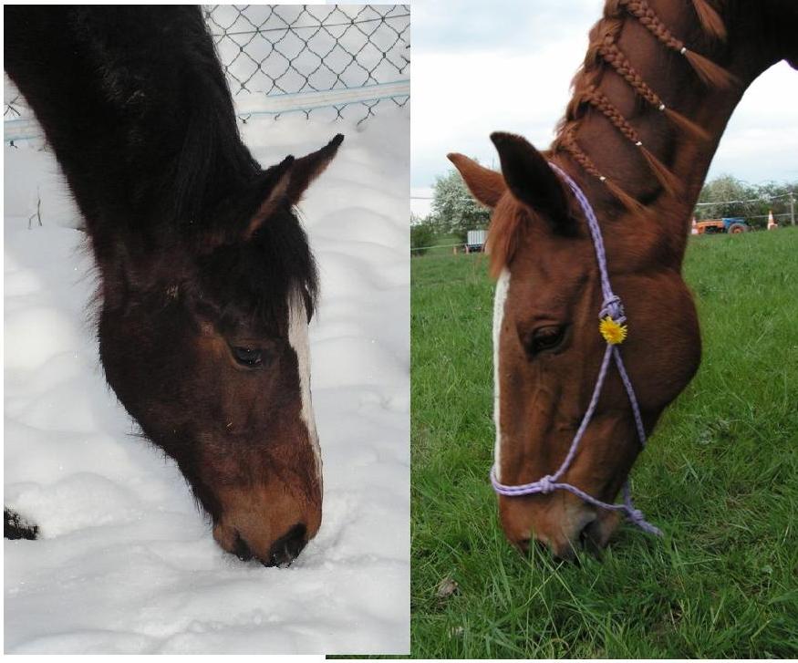 Photo de profil de skissouille