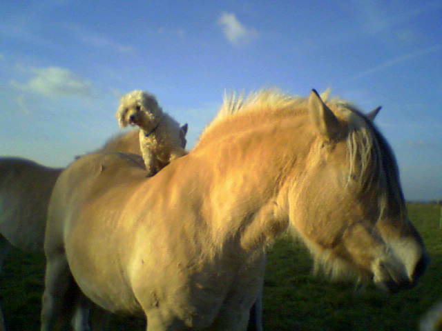 Photo de profil de sully