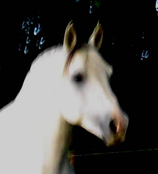 Photo de profil de azuaarabians