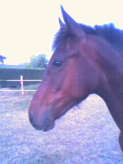 Photo de profil de bladoune