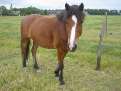 Photo de profil de chipinet