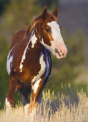Photo de profil de cowgirl13