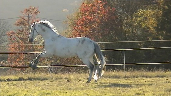 Photo de profil de cyrano77