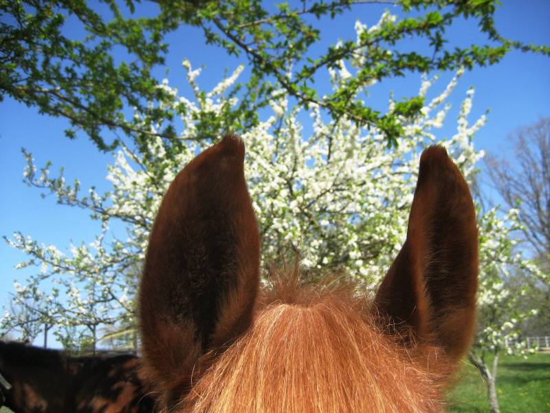 Photo de profil de fan-de-cheval