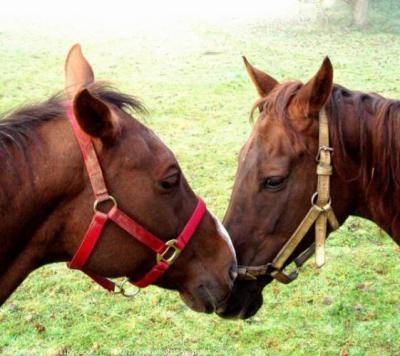 Photo de profil de funequitation