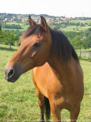 Photo de profil de horse96
