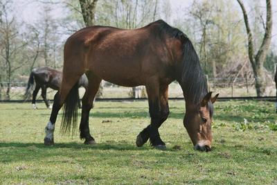 Photo de profil de horsesaremypass