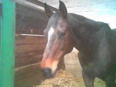 Photo de profil de lacavaliiere596