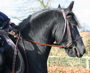 Photo de profil de levieuxchene