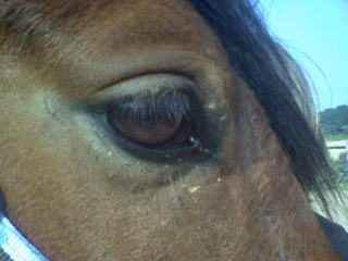 Photo de profil de missolenor