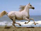 Photo de profil de passioncheval85