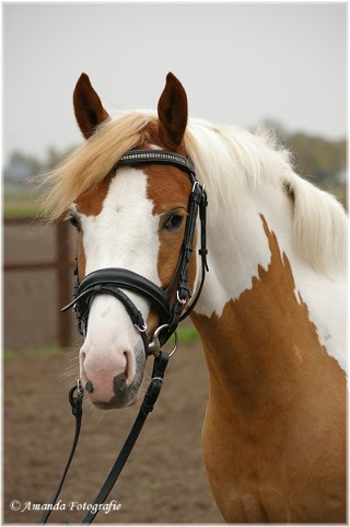 Photo de profil de sorbetcoco