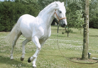 Photo de profil de berret