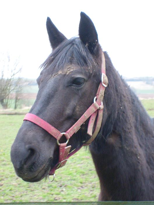 Photo de profil de cavaliere80