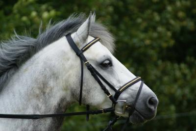 Photo de profil de lovedecheval