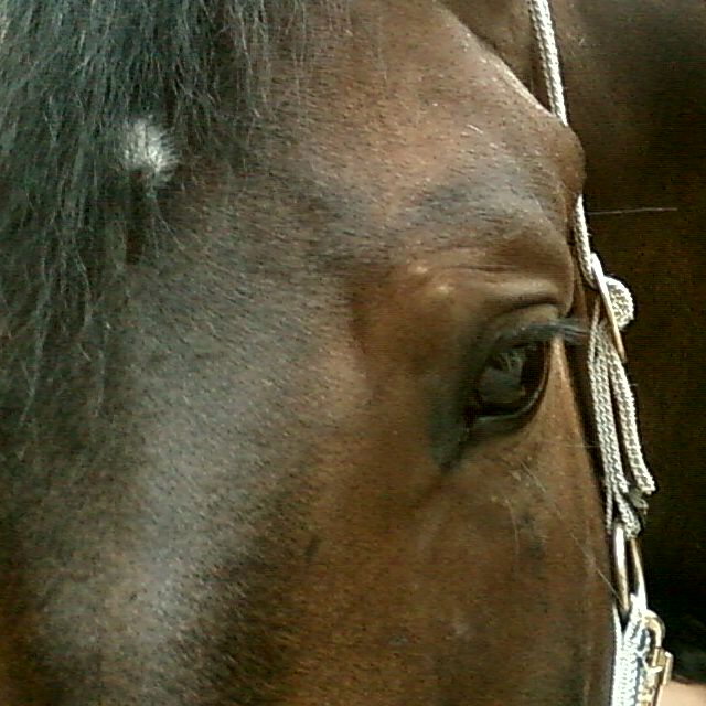 Photo de profil de piratouou