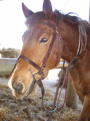 Photo de profil de ponette81