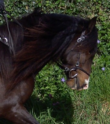Photo de profil de adissian