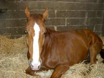 Photo de profil de ange67lovehorse