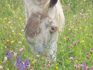 Photo de profil de geronimo