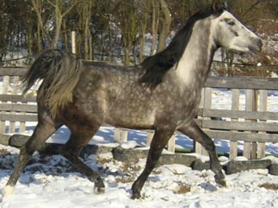 Photo de profil de horse67210
