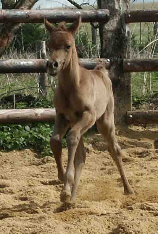 Photo de profil de ishal